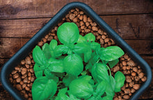 Load image into Gallery viewer, Growit Clay Pebbles 25L