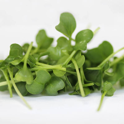 Halifax Seed Kale For Microgreens 25g