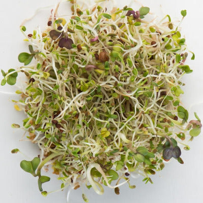 Mumm's Sprout Spring Salad 100G